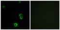 Immunofluorescence analysis of MCF7 cells, using F2RL2 Antibody. The picture on the right is blocked with the synthesized peptide.
