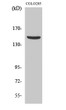 Western Blot analysis of various cell lines using PARD3A Polyclonal Antibody STJ94955