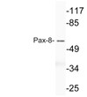 Western blot analysis of lysate from HT-29 cells, using Pax-8 antibody.