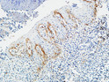 Immunohistochemical analysis of paraffin-embedded Human Amygdala. 1, Antibody was diluted at 1:100 (4°C overnight). 2, High-pressure and temperature EDTA, pH8.0 was used for antigen retrieval. 3, Secondary antibody was diluted at 1:200 (room temperature, 30min).