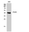 Western Blot analysis of 293 cells using PD2R Polyclonal Antibody diluted at 1:1000 STJ94989
