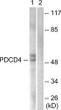 Western blot analysis of lysates from 293 cells, using PDCD4 Antibody. The lane on the right is blocked with the synthesized peptide.