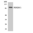 Western blot analysis of the lysates from HeLa cells using PDXDC1 antibody. STJ95015