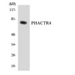 Western blot analysis of the lysates from HeLa cells using PHACTR4 antibody. STJ95059