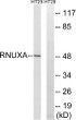 Western blot analysis of lysates from HT-29 cells, using RNUXA Antibody. The lane on the right was blocked with the STJ95061
