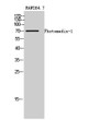 Western blot analysis of RAW264.7 cells using Photomedin-1 Polyclonal Antibody