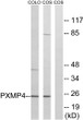 Western blot analysis of lysates from COS7 and COLO cells, using PXMP4 Antibody. The lane on the right was blocked with STJ95167