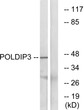 Western blot analysis of lysates from RAW264.7 cells, using POLDIP3 Antibody. The lane on the right is blocked with the synthesized peptide.