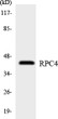 Western blot analysis of the lysates from HepG2 cells using RPC4 antibody. STJ95181