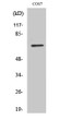 Western blot analysis of various cells using POT1 polyclonal antibody cells nucleus extracted by Minute™ Cytoplasmic STJ95185