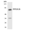 Western blot analysis of the lysates from Jurkat cells using PPP2R1B antibody.