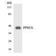 Western blot analysis of the lysates from HepG2 cells using PPM1L antibody. STJ95196