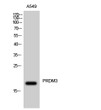 Western Blot analysis of A549 cells using PRDM3 Polyclonal Antibody on cells' nuclei extracted by Minute™ Cytoplasmic STJ95218