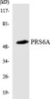 Western blot analysis of the lysates from HT-29 cells using PRS6A antibody. STJ95249
