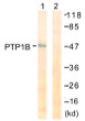 Western blot analysis of lysates from COS7 cells, treated with UV 30', using PTP1B Antibody. The lane on the right is blocked with the synthesized peptide.