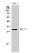 Western blot analysis of MCF-7 cells using Rab 18 polyclonal antibody STJ95285