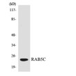 Western blot analysis of the lysates from 293 cells using RAB5C antibody. STJ95301