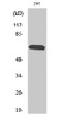 Western blot analysis of various cells using Rab11-FIP4 polyclonal antibody STJ95310