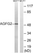 Western blot analysis of lysates from MCF-7 cells, using AGFG2 Antibody. The lane on the right was blocked with the STJ95316