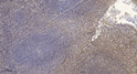 Immunohistochemical analysis of paraffin-embedded human tonsil. 1, Antibody was diluted at 1:200 (4° overnight). 2, STJ95320