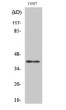 Western Blot analysis of various cells using Rad51C Polyclonal Antibody. Cells' nucleus extracted by Minute™ STJ95332