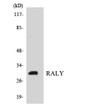 Western blot analysis of the lysates from HT-29 cells using RALY antibody. STJ95362