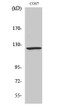 Western blot analysis of various cells using Ran BP-6 Polyclonal Antibody STJ95365