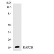 Western blot analysis of the lysates from COLO205 cells using RAP2B antibody. STJ95368