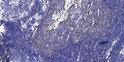 Immunohistochemical analysis of paraffin-embedded human tonsil. 1, Antibody was diluted at 1:200 (4° overnight). 2, STJ95412