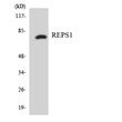 Western blot analysis of the lysates from K562 cells using REPS1 antibody. STJ95419
