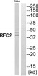 Western blot analysis of RFC2 Antibody. The lane on the right is blocked with the RFC2 peptide. STJ95425