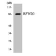 Western blot analysis of the lysates from HepG2 cells using RFWD3 antibody. STJ95429