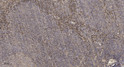 Immunohistochemical analysis of paraffin-embedded human tonsil. 1, Antibody was diluted at 1:200 (4°C overnight). 2, STJ95433