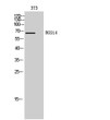 Western blot analysis of 3T3 cells using RGS14 Polyclonal Antibody with cells' nucleus extracted by Minute™ Cytoplasmic STJ95438
