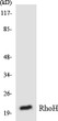 Western blot analysis of the lysates from RAW264.7 cells using RhoH antibody. STJ95448
