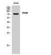 Western blot analysis of A549 cells using RIAM polyclonal antibody STJ95456
