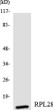 Western blot analysis of the lysates from HeLa cells using RPL28 antibody. STJ95469
