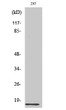 Western Blot analysis of various cells using Ribosomal Protein L35 Polyclonal Antibody diluted at 1:2000 STJ95474