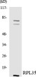Western blot analysis of the lysates from HeLa cells using RPL35 antibody. STJ95474