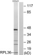 Western blot analysis of lysates from COLO cells, using RPL36 Antibody. The lane on the right is blocked with the synthesized peptide.
