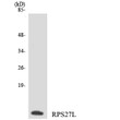 Western blot analysis of the lysates from COLO205 cells using RPS27L antibody. STJ95498