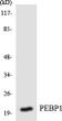 Western blot analysis of the lysates from HepG2 cells using PEBP1 antibody.