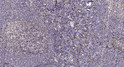 Immunohistochemical analysis of paraffin-embedded human tonsil. 1, Antibody was diluted at 1:200 (4° overnight). 2, STJ95595