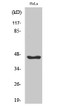 Western blot analysis of various cells using Serpin B12 Polyclonal Antibody