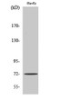 Western blot analysis of various cells using SH-PTP2 Polyclonal Antibody diluted at 1：1000