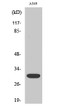 Western blot analysis of HeLa cells using Siah-1/2 Polyclonal Antibody diluted at 1：500
