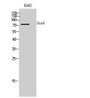 Western blot analysis of K562 cells using Six5 Polyclonal Antibody