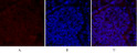 Immunofluorescence analysis of mouse-lung tissue. 1, Smad2 Polyclonal Antibody (red) was diluted at 1:200 (4°C, overnight). 2, Cy3 labled Secondary antibody was diluted at 1:300 (room temperature, 50min).3, Picture B: DAPI (blue) 10min. Picture A:Target. Picture B: DAPI. Picture C: merge of A+B