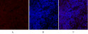Immunofluorescence analysis of rat-spleen tissue. 1, Smad2 Polyclonal Antibody (red) was diluted at 1:200 (4°C, overnight). 2, Cy3 labled Secondary antibody was diluted at 1:300 (room temperature, 50min).3, Picture B: DAPI (blue) 10min. Picture A:Target. Picture B: DAPI. Picture C: merge of A+B