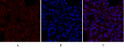 Immunofluorescence analysis of rat-lung tissue. 1, Smad2 Polyclonal Antibody (red) was diluted at 1:200 (4°C, overnight). 2, Cy3 labled Secondary antibody was diluted at 1:300 (room temperature, 50min).3, Picture B: DAPI (blue) 10min. Picture A:Target. Picture B: DAPI. Picture C: merge of A+B